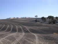 Sun 01 - Harvest tracks at the back of the Carsten field.